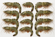 Frozen Vietnamese Whole Tiger Prawn | 有頭虎蝦 | 16-20pc/kg Pkt