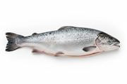 Whole salmon raw with skin and head on, on a white background